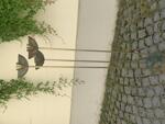 waren